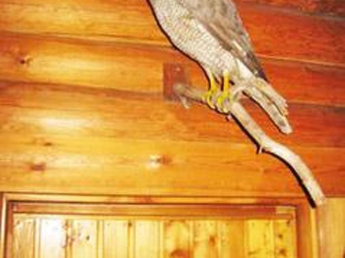 Дома для отпуска Holiday Home Kurjenrahka Tortinmäki-10